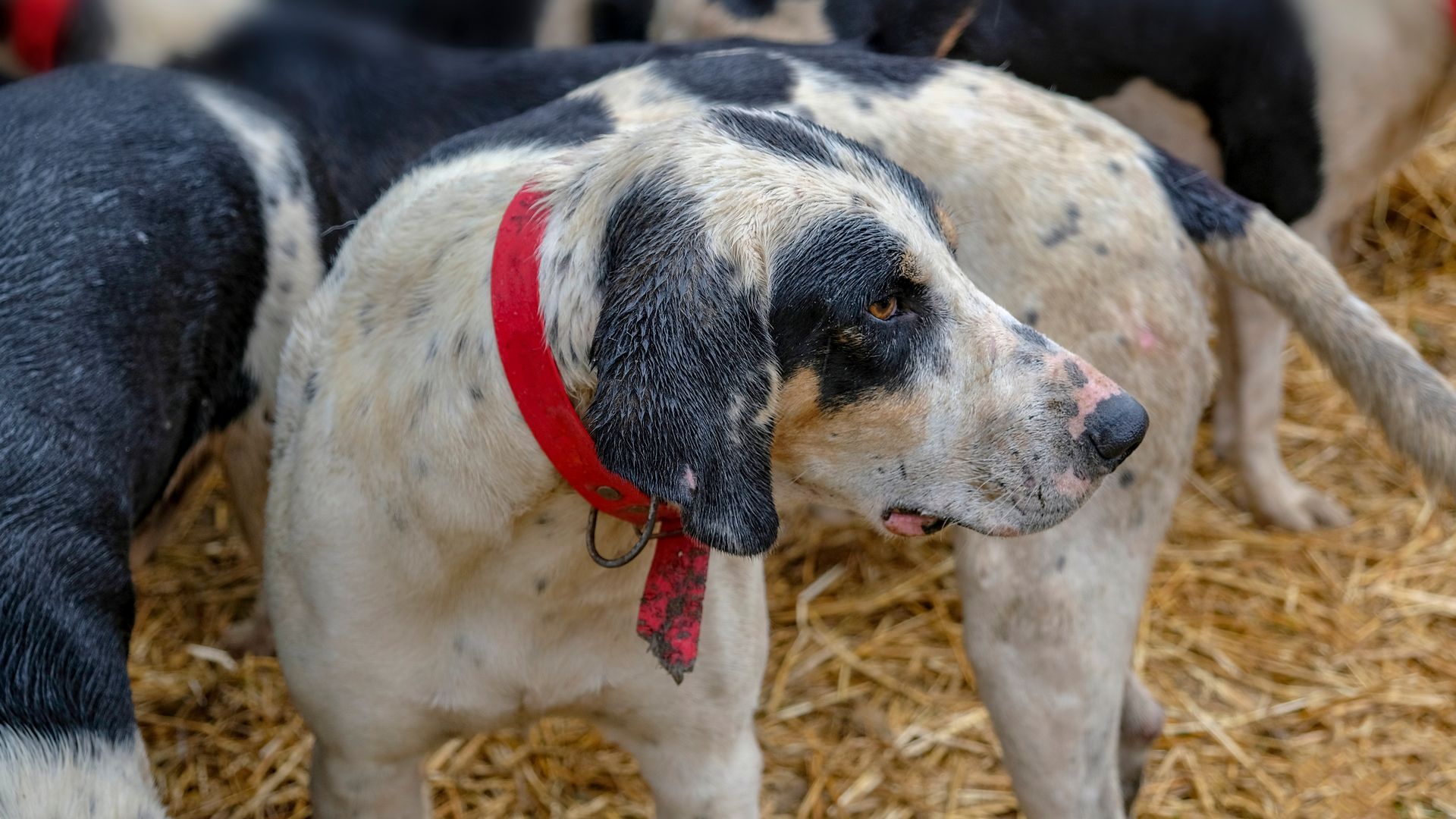 Grand Bleu De Gascogne